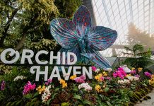 Orchid Haven At Gardens By The Bay’s Cloud Forest: New Space With 1000 Orchids On Display Orchid Stories of Singapore