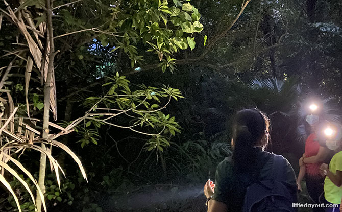 Little Night Outings: Nature Night Walks at Pasir Ris Mangroves