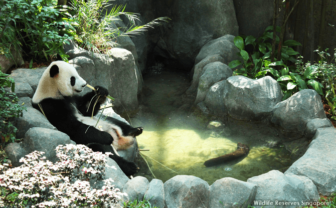 river safari panda viewing