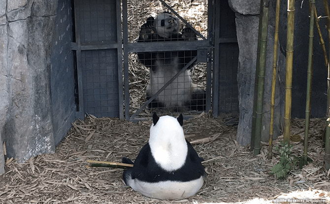 Male giant panda Kai Kai puts on a show for Jia Jia while she munches on bamboo.