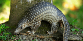 Night Safari Pangolin