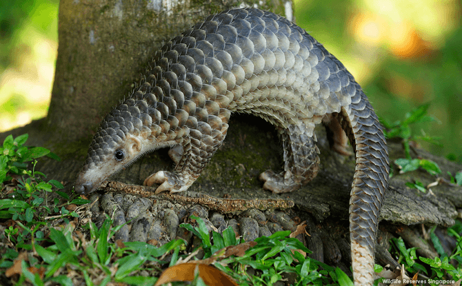 Local Residents Get To Enjoy Special Admission Rates As Night Safari Celebrates Its 25th Anniversary Night Safari Pangolin