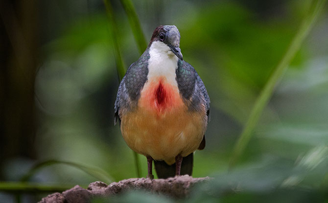 Luzon bleeding-heart ground dove