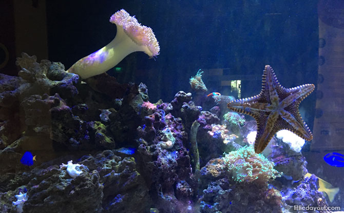 The 3-metre long aquarium at MindChamps PreSchool @ Concorde Hotel (Orchard) is a mesmerising sight. It is also used for thematic learning sessions for the children.