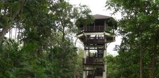 Pasir Ris Bird Watching Tower: A Bird’s Eye View In The Park
