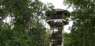 Pasir Ris Bird Watching Tower: A Bird’s Eye View In The Park