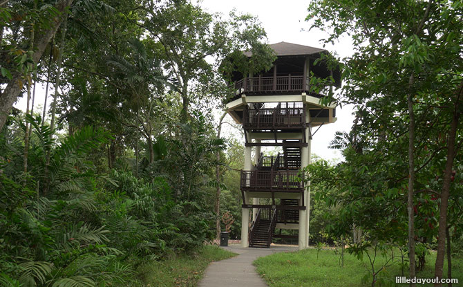 Pasir Ris Bird Watching Tower: A Bird’s Eye View In The Park