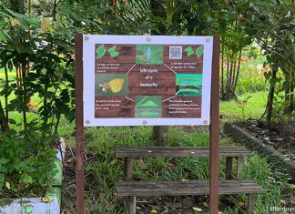 Bukit Panjang Butterfly Garden: Neighbourhood Green Spot At Petir Road