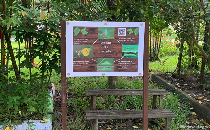 Bukit Panjang Butterfly Garden: Neighbourhood Green Spot At Petir Road Bukit Panjang Butterfly Garden: Neighbourhood Green Spot At Petir Road