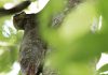 First-Ever Photo Record Of A Colugo Giving Birth Captured At Singapore Zoo First-Ever Photo Record Of A Colugo Giving Birth Captured At Singapore Zoo