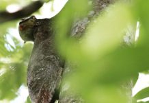 First-Ever Photo Record Of A Colugo Giving Birth Captured At Singapore Zoo First-Ever Photo Record Of A Colugo Giving Birth Captured At Singapore Zoo