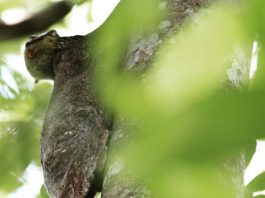 First-Ever Photo Record Of A Colugo Giving Birth Captured At Singapore Zoo