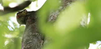 First-Ever Photo Record Of A Colugo Giving Birth Captured At Singapore Zoo