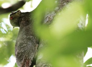 First-Ever Photo Record Of A Colugo Giving Birth Captured At Singapore Zoo First-Ever Photo Record Of A Colugo Giving Birth Captured At Singapore Zoo