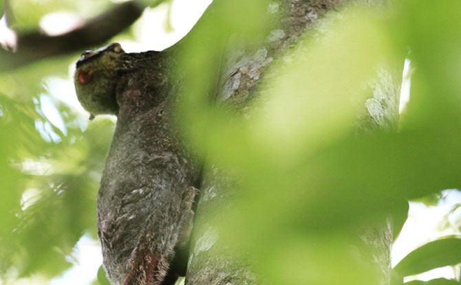 First-Ever Photo Record Of A Colugo Giving Birth Captured At Singapore Zoo