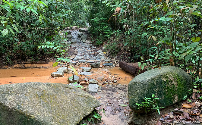 Freshwater stream at Rifle Range Link, Central Catchment Nature Reserve