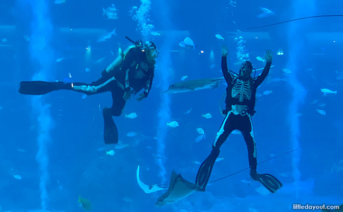 Divers in skeleton costumes