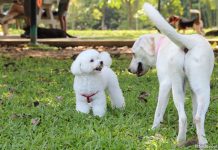 Dog Runs In Singapore: Where To Bring Fur Friends For A Doggy Day Out Dog Runs In Singapore For A Doggy Day Out