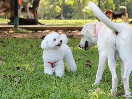 Dog Runs In Singapore For A Doggy Day Out