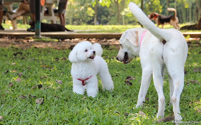 Dog Runs In Singapore For A Doggy Day Out