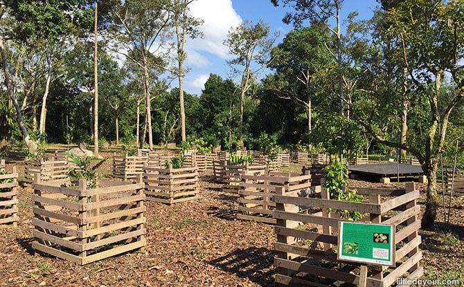 Ubin Fruit Orchard