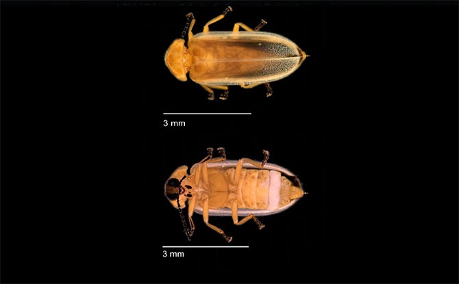 World Firefly Day: 5 Things We Learnt About Fireflies, Including Fireflies In Singapore 2 Female Firefly - World Firefly Day