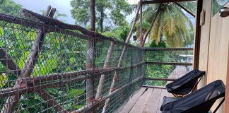 Forest Institute At Gillman Barracks: Observations From Nature