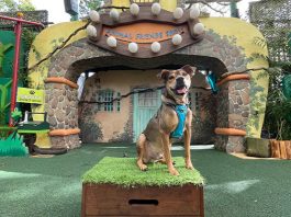 Singapore Zoo And SPCA's "Furever Yours" Program Shines Spotlight On Adoptable Shelter Dogs