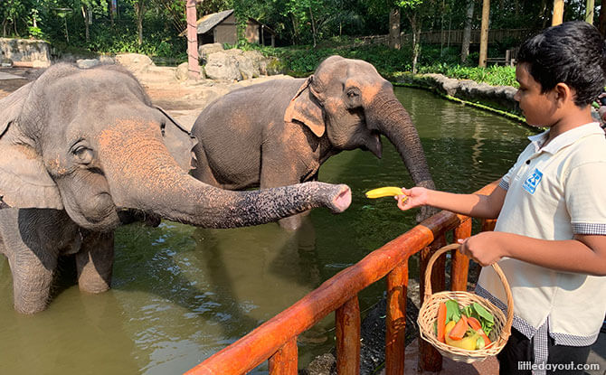 Meet the Elephants at Singapore Zoo