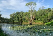 Hampstead Wetland Park in Seletar Aerospace Park