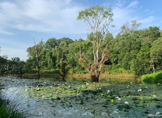 Hampstead Wetlands Park: Water Lilies & Wildlife Spotting In Seletar Hampstead Wetland Park in Seletar Aerospace Park