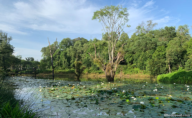 Hampstead Wetland Park in Seletar Aerospace Park