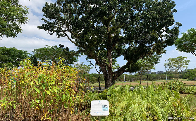 Heritage Trees on the Round Island Route