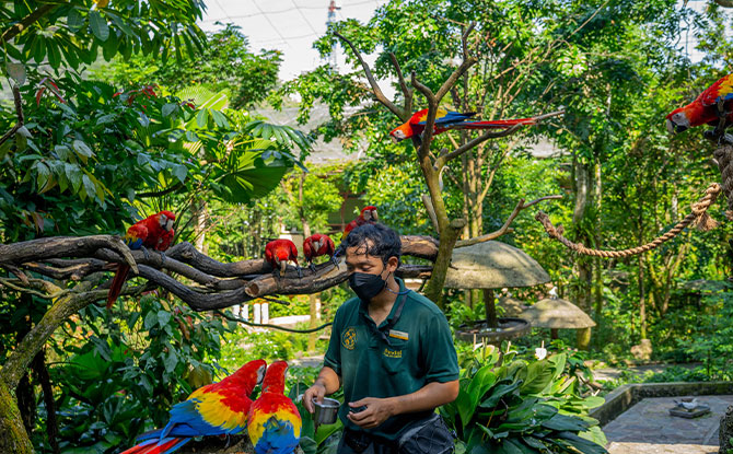 Scarlet Macaws in Action