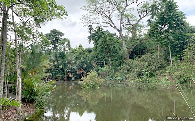 Pulai Marsh