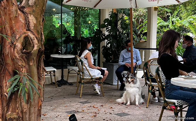 Le Jardin is a dog-friendly cafe