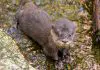 Melbourne Zoo baby otter