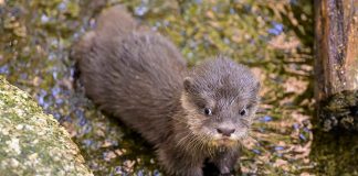 Melbourne Zoo baby otter