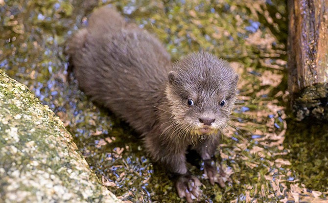 01-live-otter-camera Melbourne Zoo baby otter