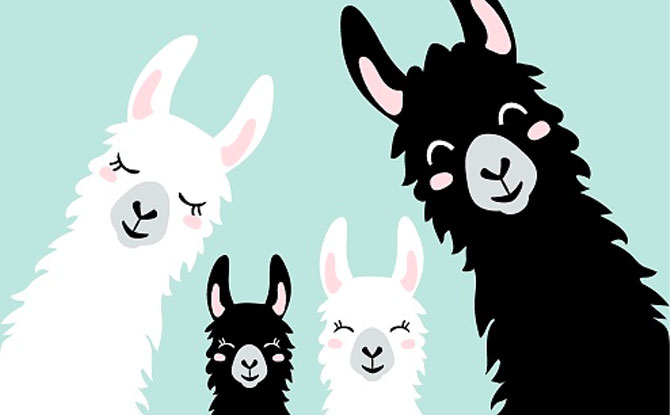 50+ Llama Jokes That Aren't Llame