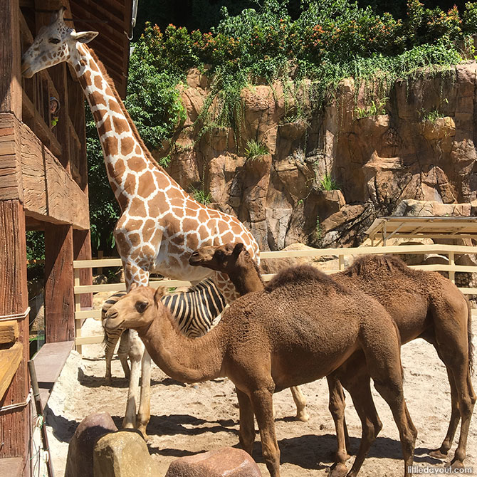 Animals at Lost World of Tambun