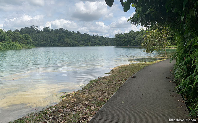 Boardwalk - MacRitchie Trail