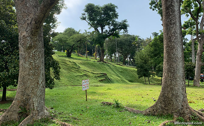 Mature Trees & Lush Greenery - Mount Emily Park