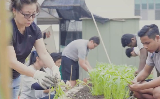 The Gardening with Edibles