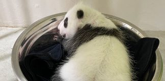 Singapore’s Baby Panda Has Its First Weigh-In