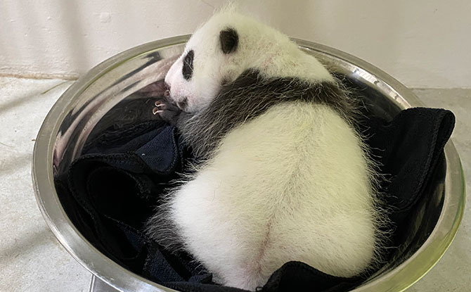 Singapore’s Baby Panda Has Its First Weigh-In