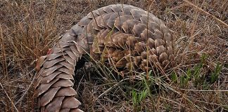 Pangolin