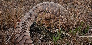 World Pangolin Day