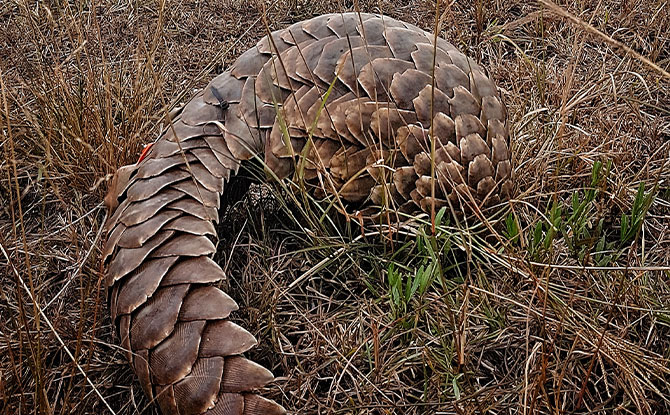 World Pangolin Day