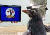 Pierre, A Rescued Penguin In Perth, Is A Pingu Fan Pierre, Penguin In Perth, Is A Pingu Fan